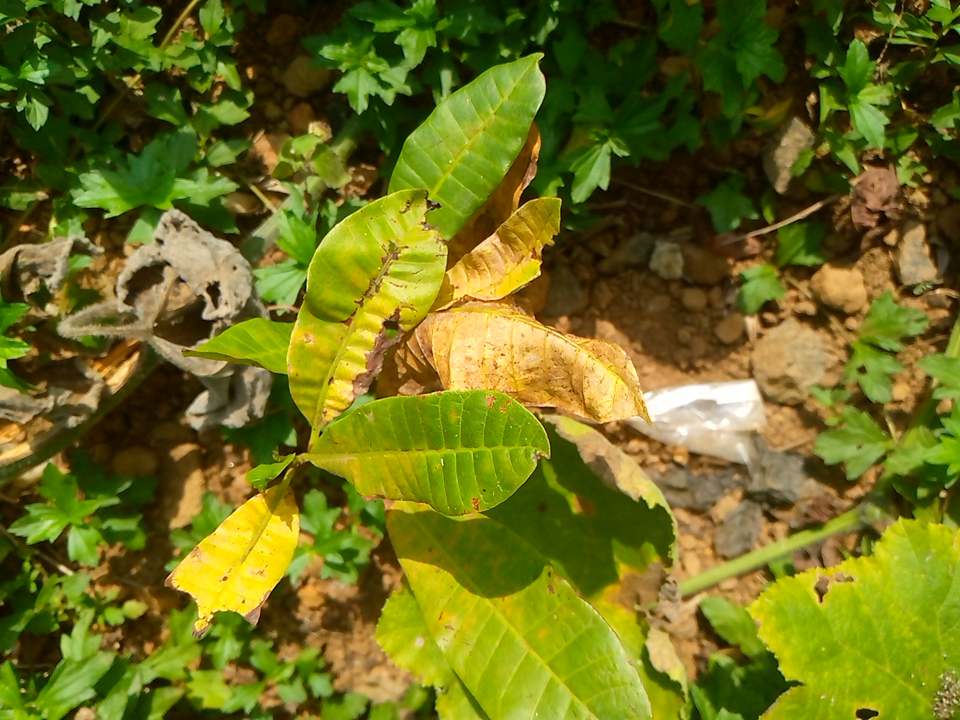 seedling