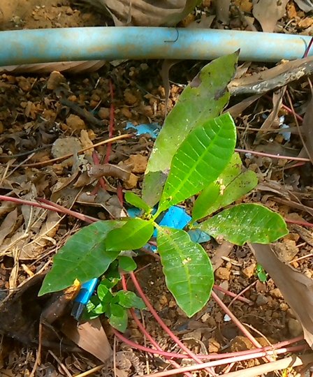seedling
