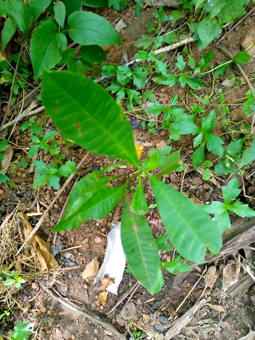 seedling