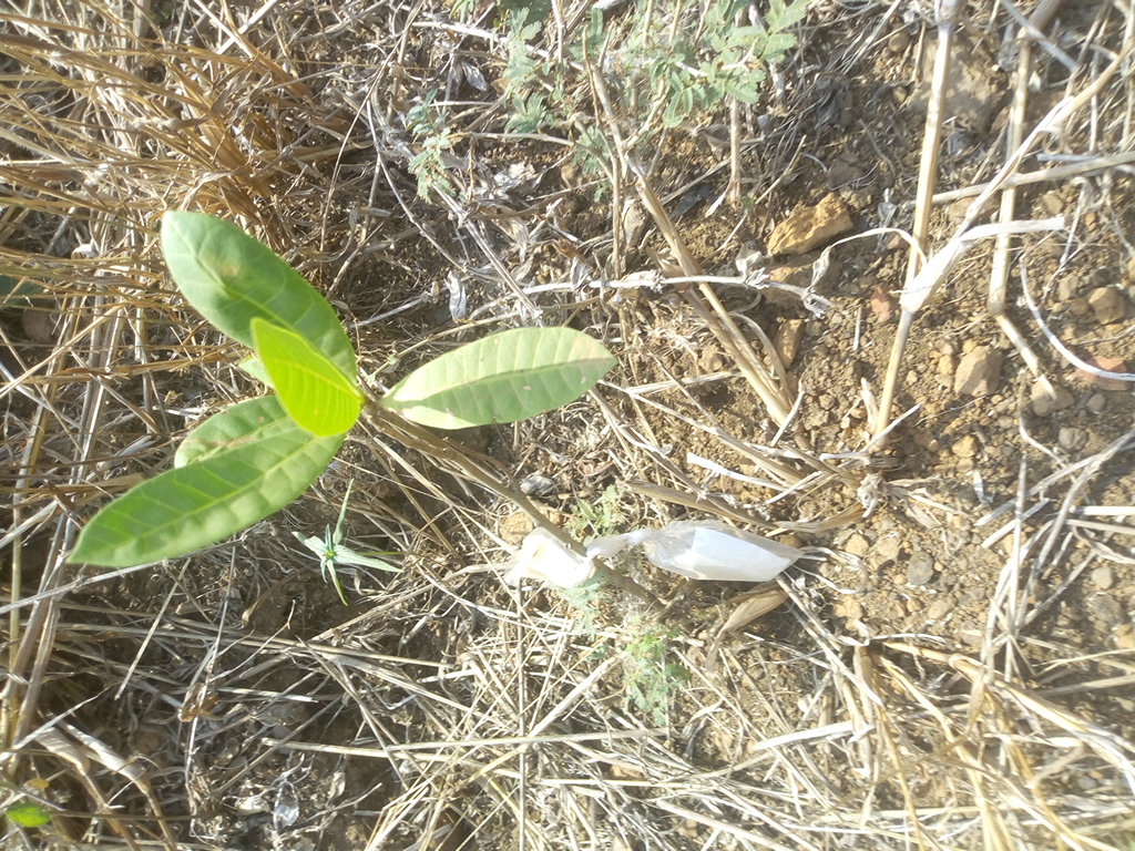 seedling