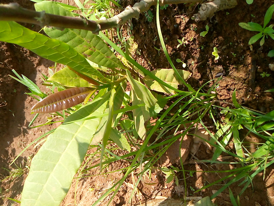 seedling