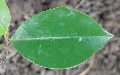 seedling