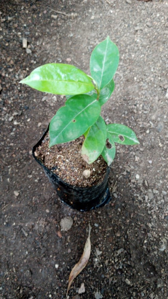 seedling