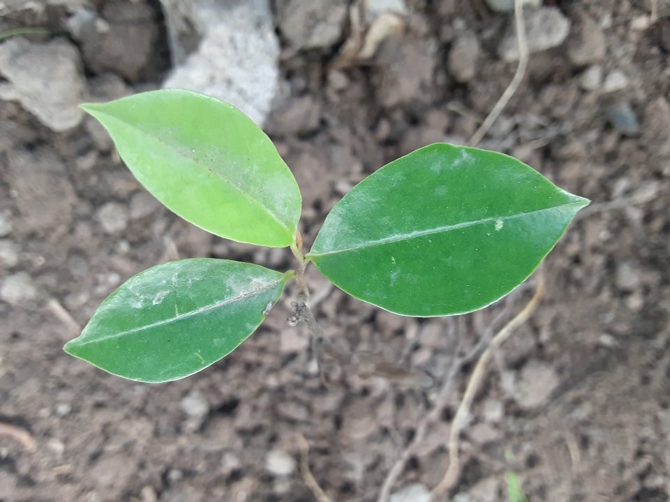 seedling