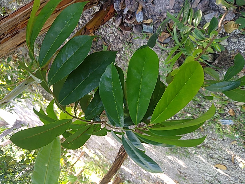 seedling