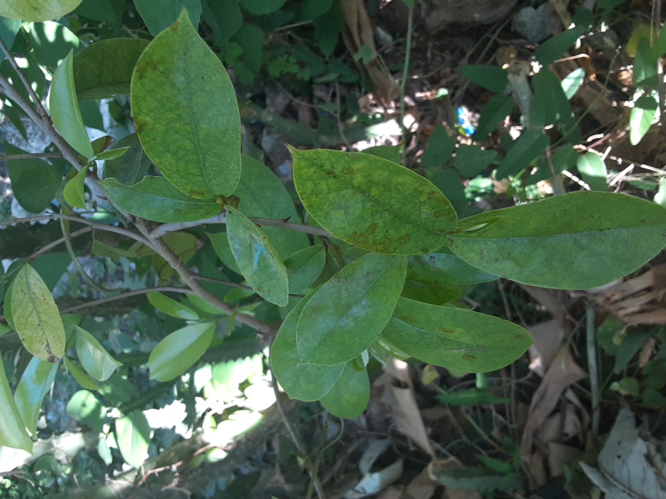 seedling