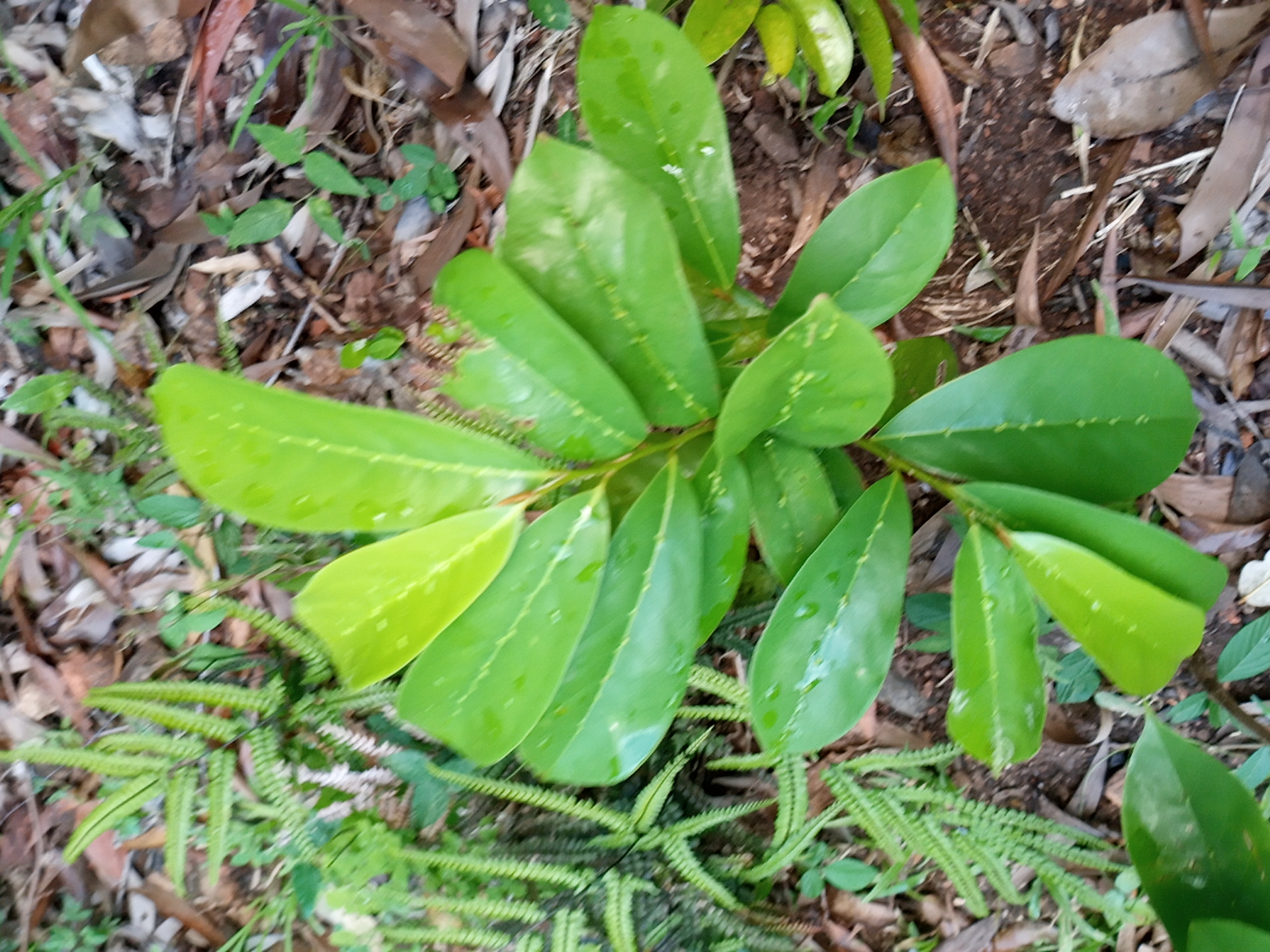 seedling