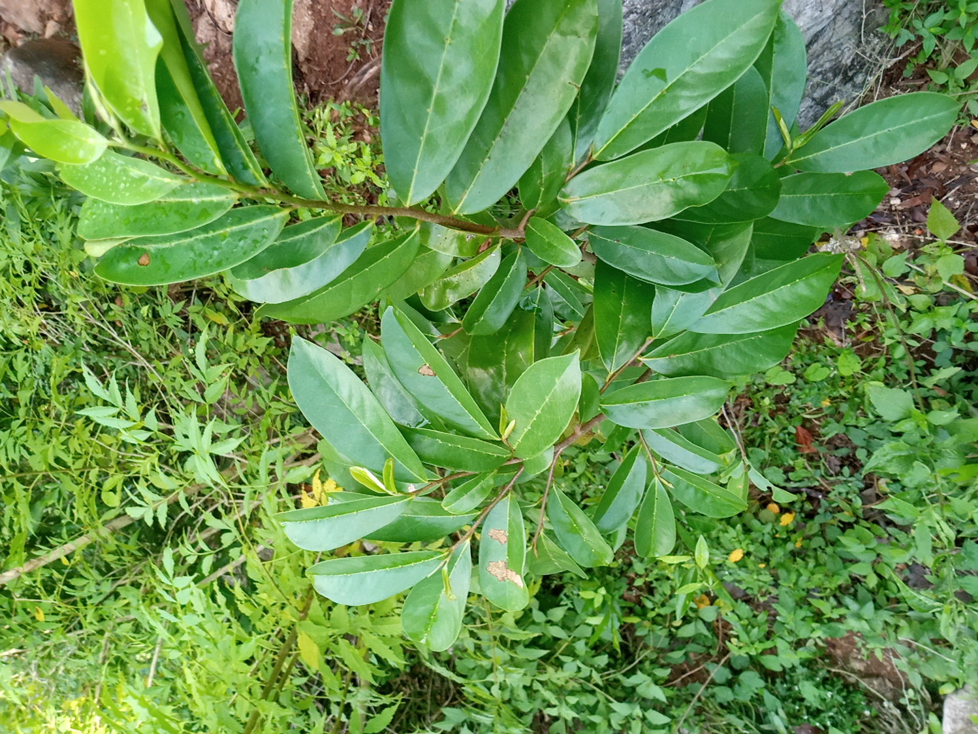 seedling