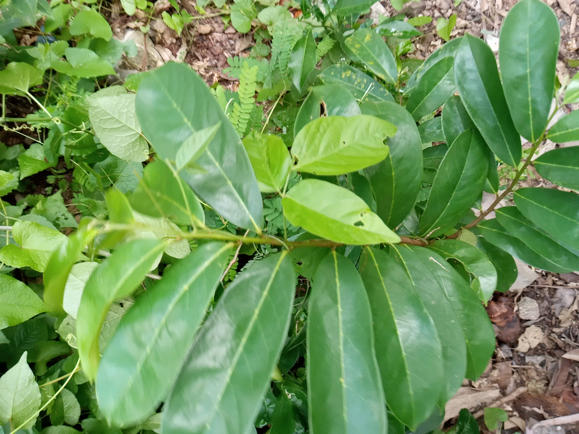 seedling