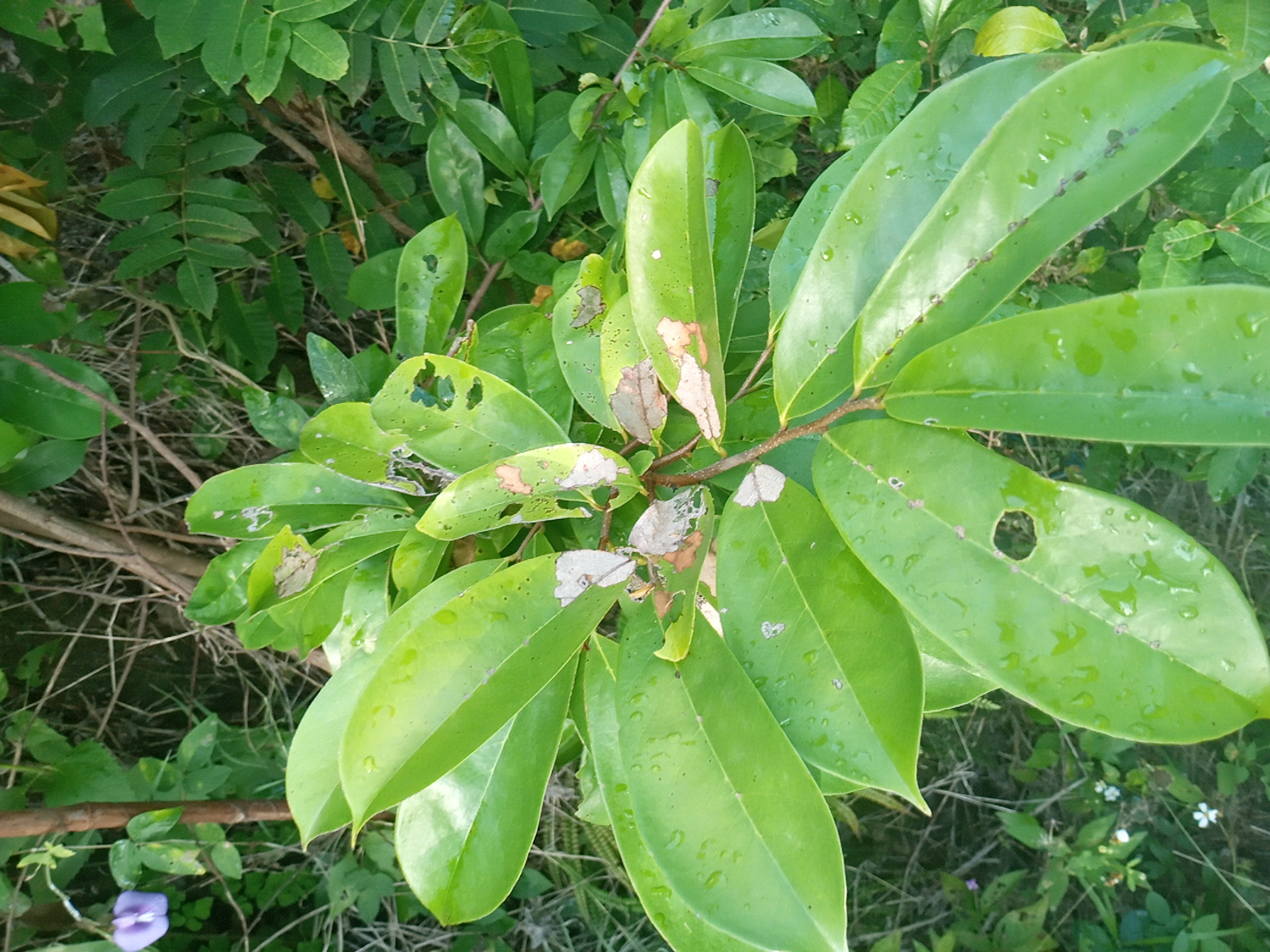 seedling