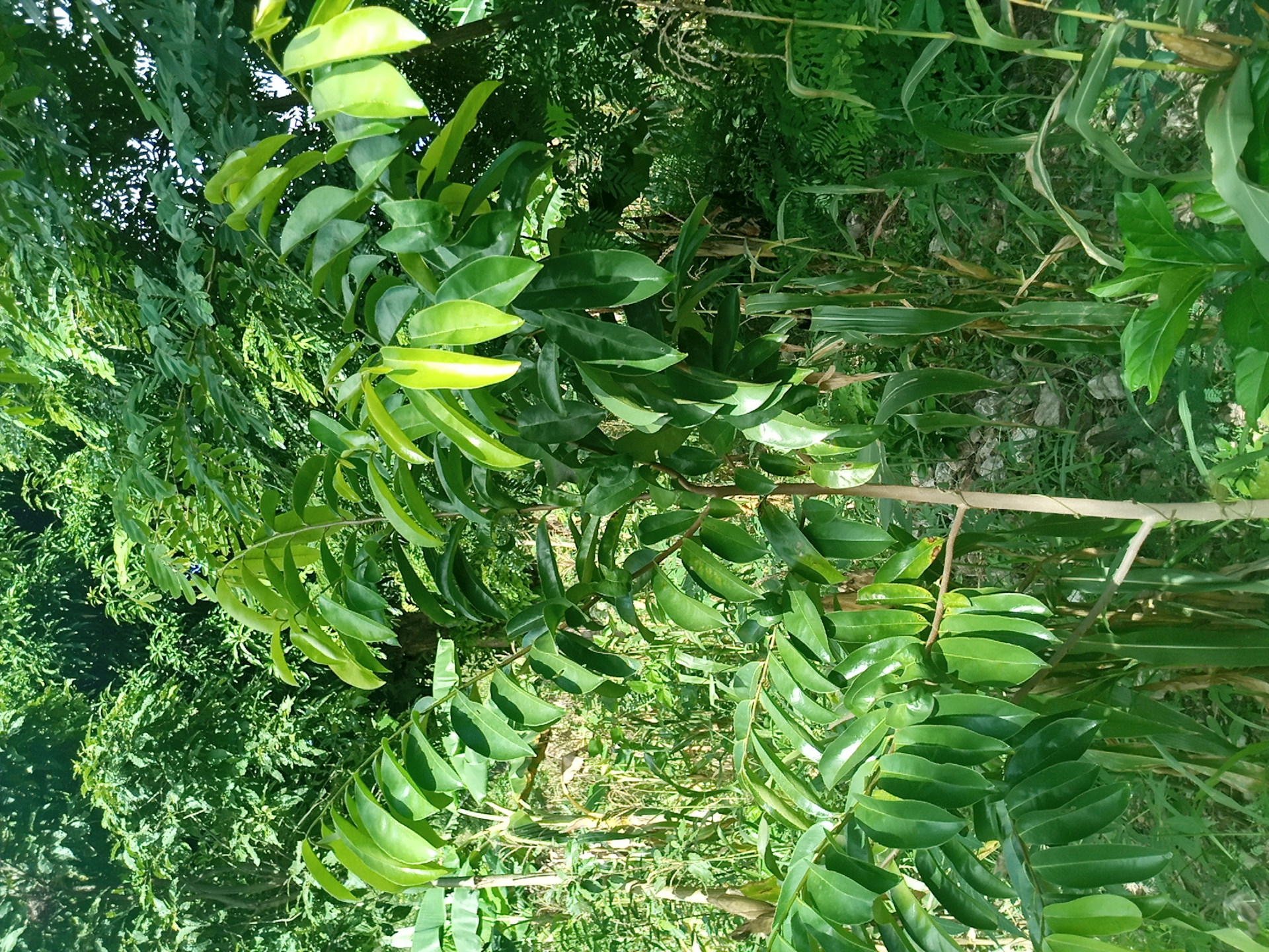 seedling
