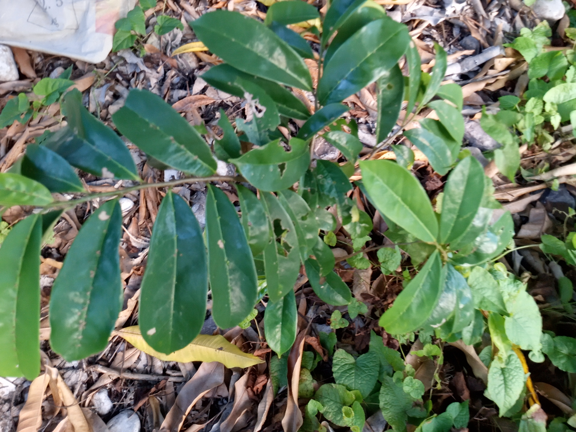 seedling