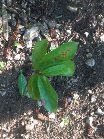 seedling