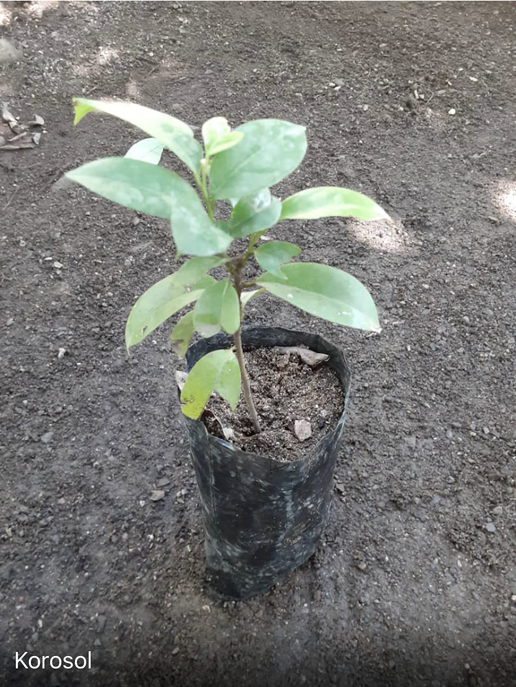seedling