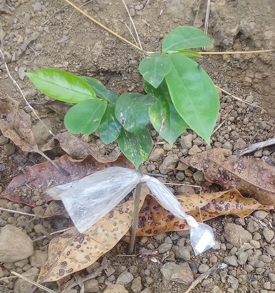 seedling
