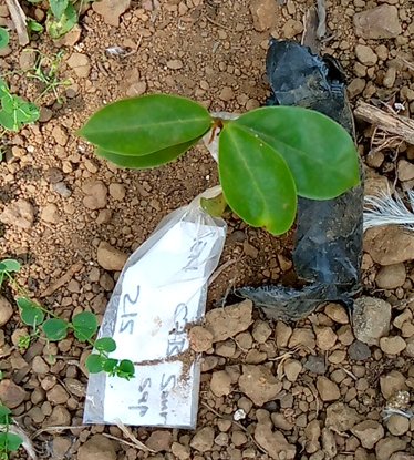 seedling