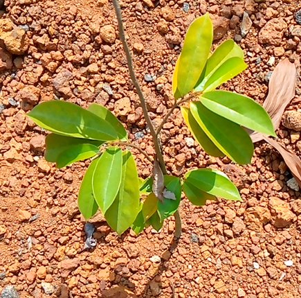 seedling
