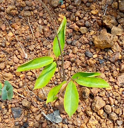 seedling