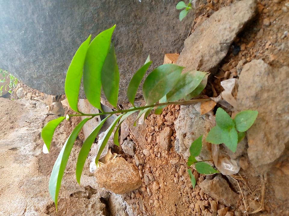 seedling