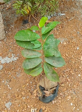 seedling
