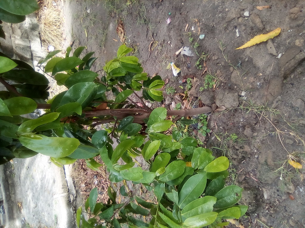 seedling