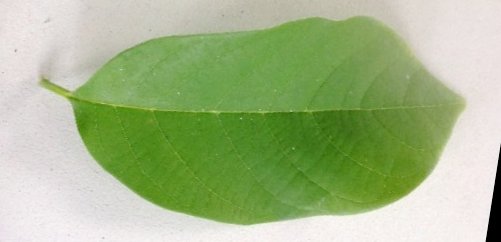 seedling