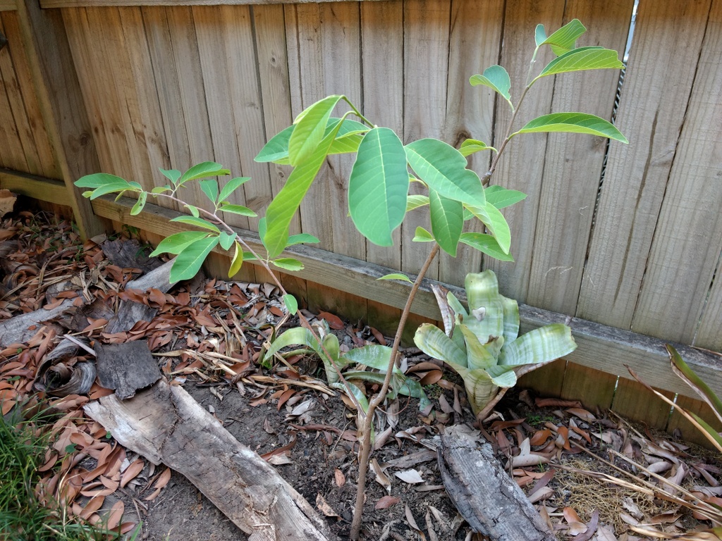 seedling