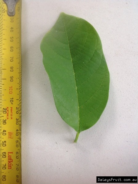 seedling