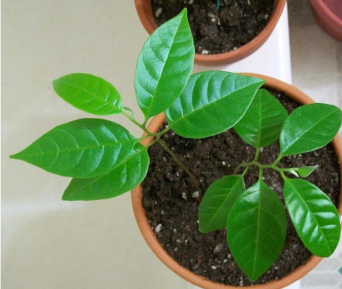 seedling