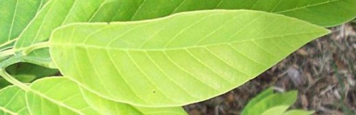 seedling