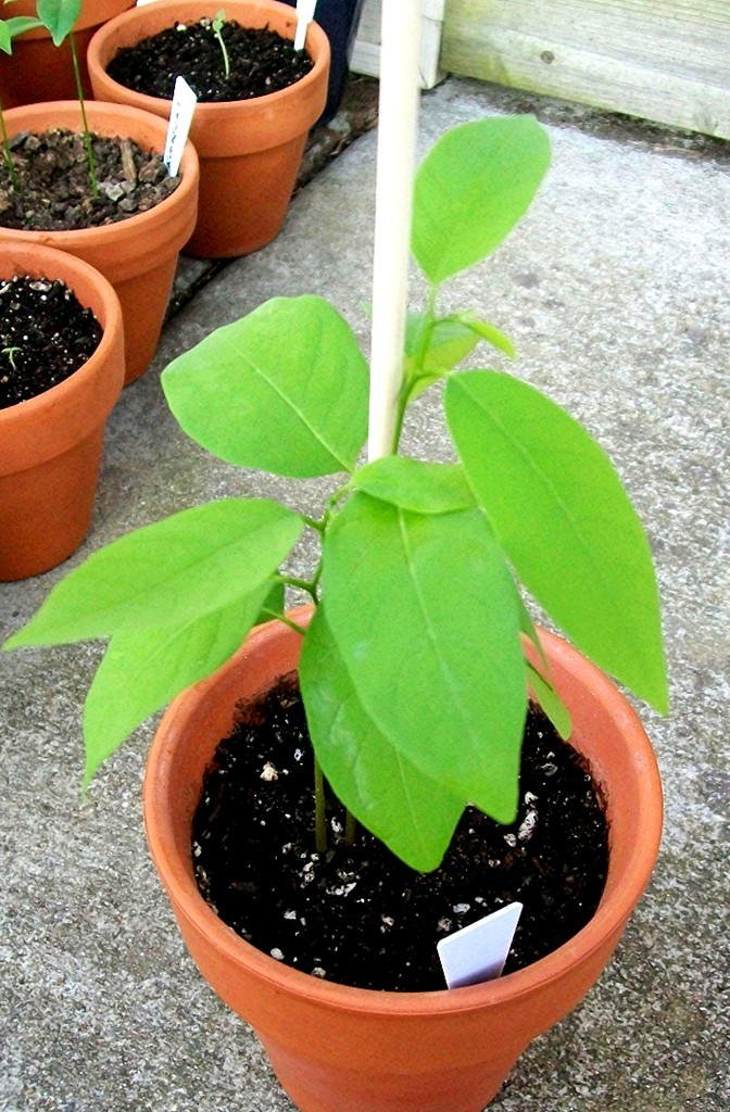 seedling