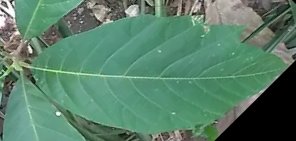 seedling