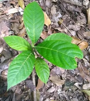seedling