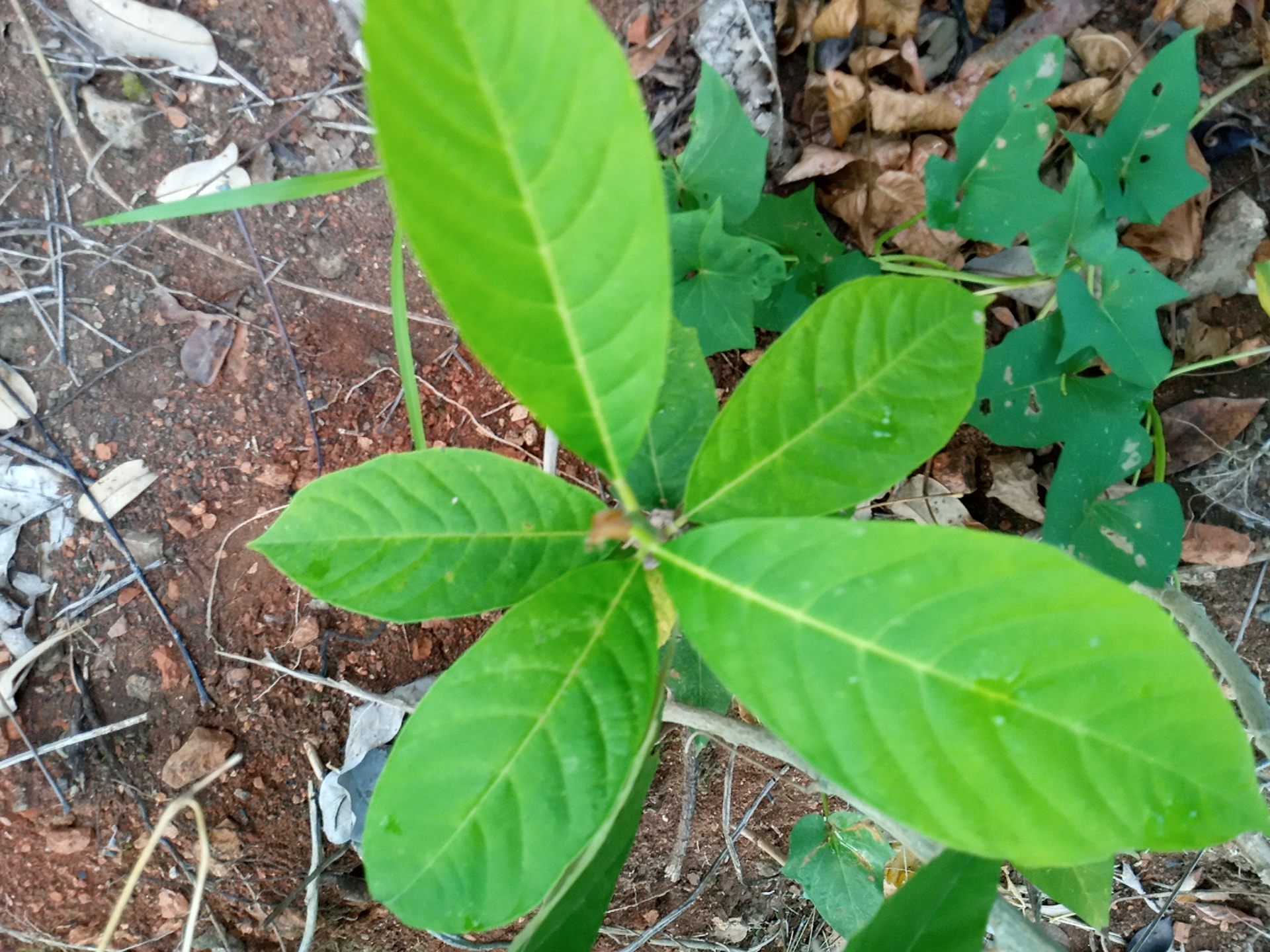 seedling