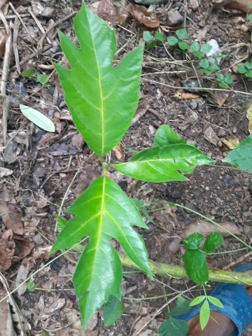 seedling