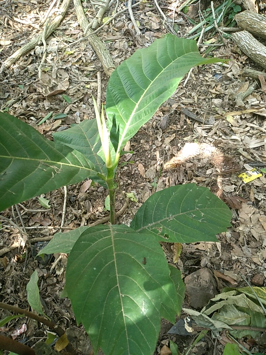 seedling