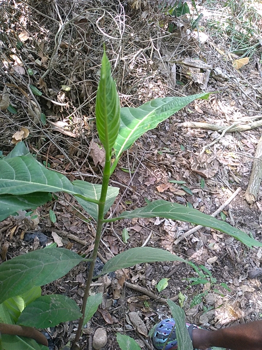 seedling