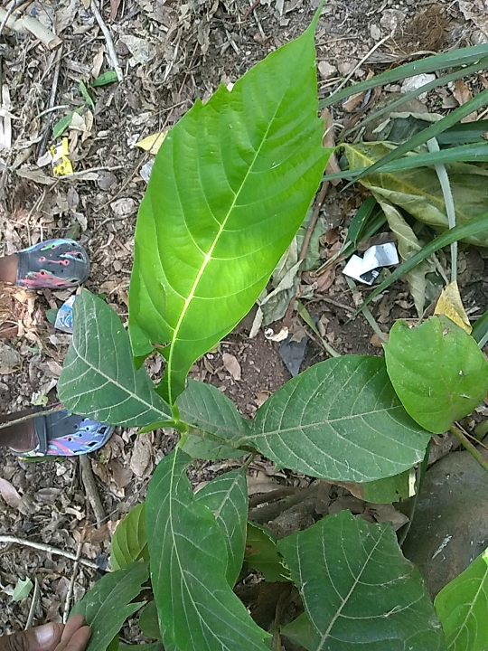 seedling