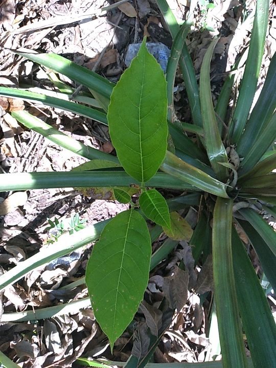 seedling