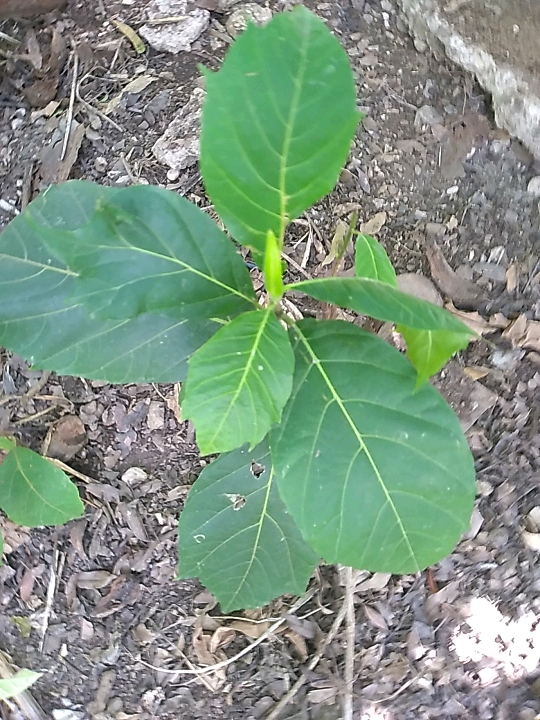 seedling
