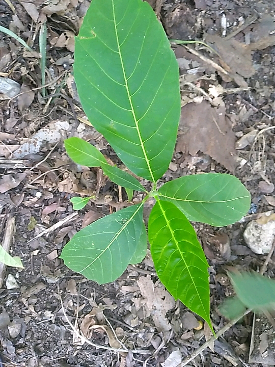 seedling