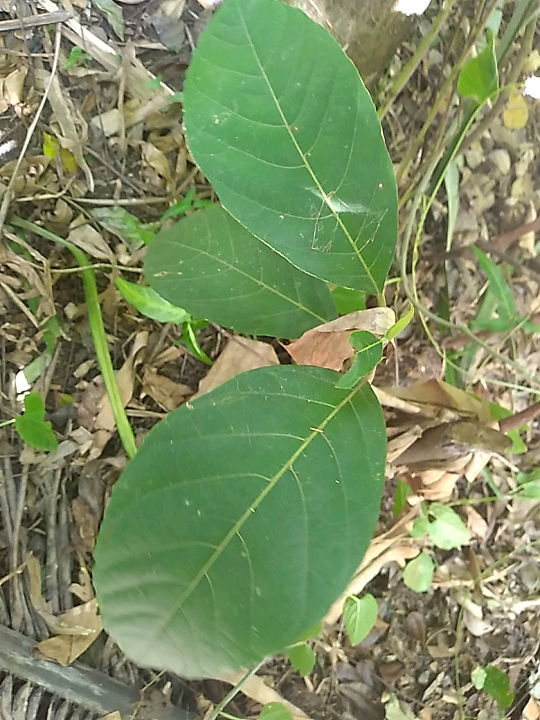 seedling