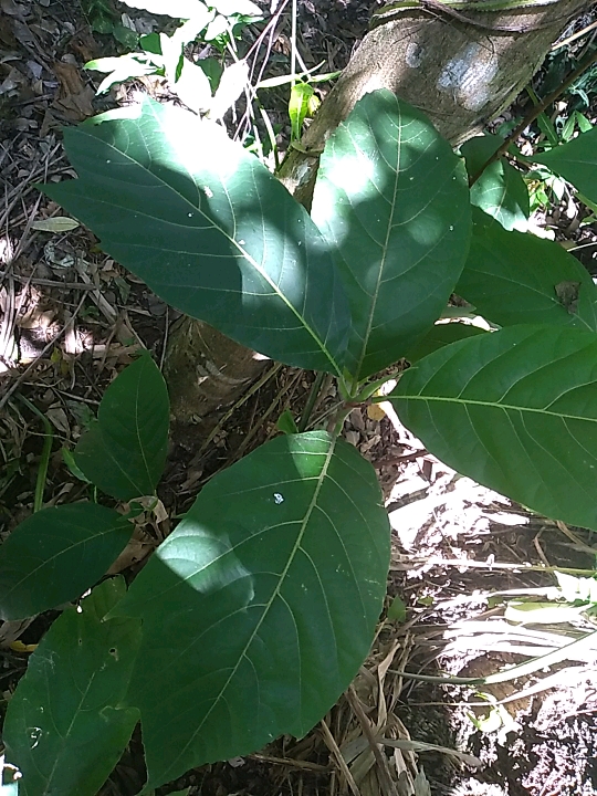 seedling