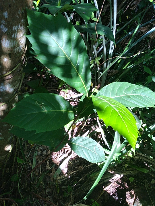 seedling