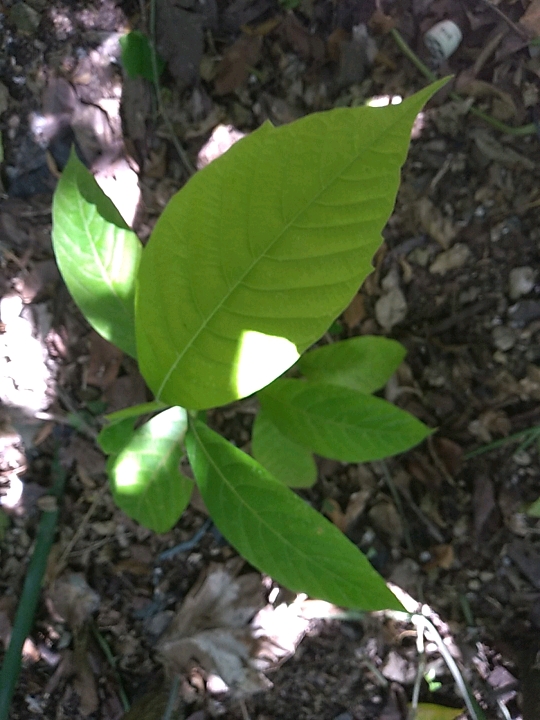 seedling
