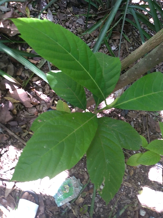 seedling