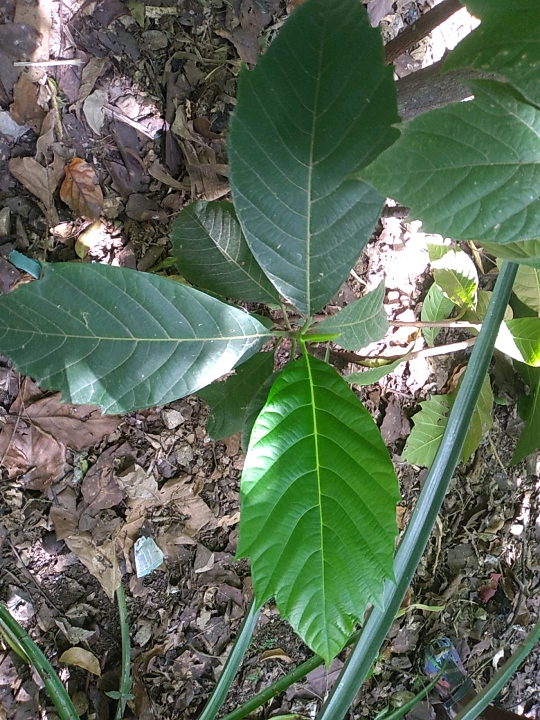 seedling