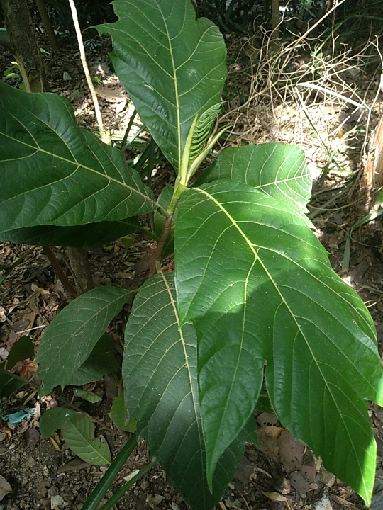 seedling