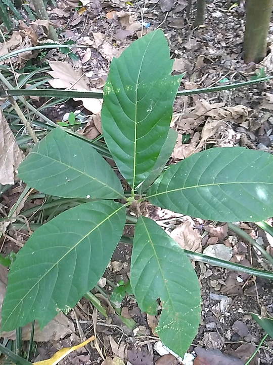 seedling