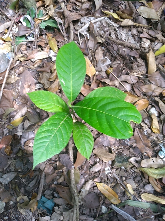 seedling